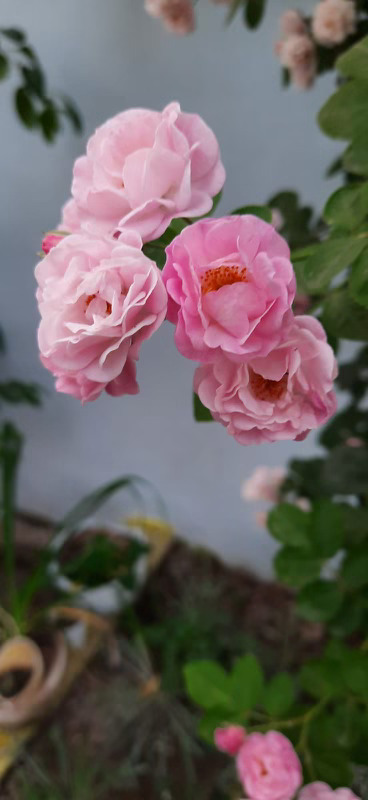 Pink button roses blooming in spring