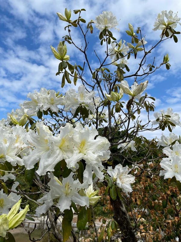 Holding grief in a post-pandemic world