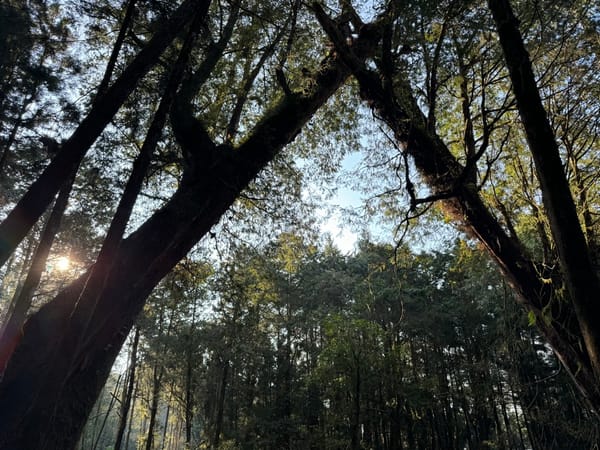 Staying in touch with the trees to keep up with the times